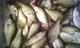 crappie legend's Avatar