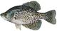 specktacklure's Avatar