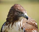 gahawker's Avatar