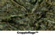 Swamptoad's Avatar
