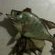 Crappiemaniac's Avatar