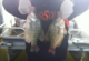 OSUcrappiewoman's Avatar