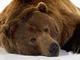 Kodiakman's Avatar