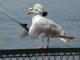 Captain Slabbin''s Avatar