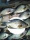 snowfish's Avatar