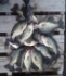 TriggerJigger's Avatar