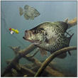 backtocrappie's Avatar