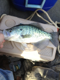Crappie_nate's Avatar