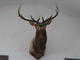 elkhunter's Avatar
