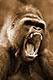 SilverBack4Jack's Avatar