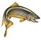 BrownTrout's Avatar