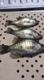 poorboy's Avatar