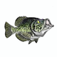 KAYAKLIPJERKER's Avatar