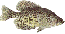 crappiekid24's Avatar