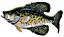 crappie snatcher's Avatar