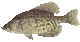Wishinfisherman's Avatar