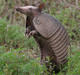 Armadillo's Avatar