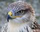 Falcon45's Avatar