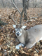 Bowhunter's Avatar