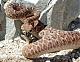 Rattlesnake's Avatar