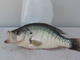 sevenpounder's Avatar