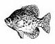 texascrappiefisherman's Avatar