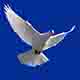 Sky Peace's Avatar