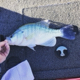 BassMarshall's Avatar