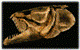 Bowfin's Avatar