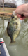 Sharkin13's Avatar