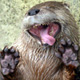 IrishOtter's Avatar