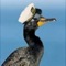 Capt Cormorant's Avatar