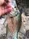 FLYFISHER74's Avatar