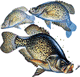 SpecHunter's Avatar