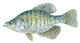 BassMarshal's Avatar