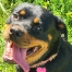 Rottiefan's Avatar