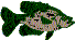 WestTennCrappie's Avatar