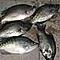 Crappie Pro Wannabe's Avatar
