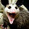 Possum's Avatar