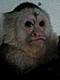 wilbur's Avatar