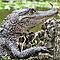 Gator Bait's Avatar