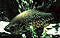 mrgreenheads's Avatar