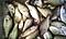 crappie legend's Avatar