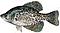 specktacklure's Avatar