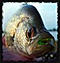 CRoberts's Avatar