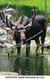 riverbull's Avatar