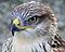 Falcon45's Avatar